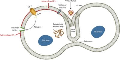 Virus-Induced Membrane Fusion in Neurodegenerative Disorders